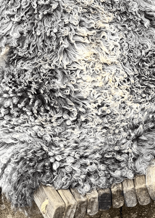 Nahaufnahme Tibet Fell wie Gotland Fell